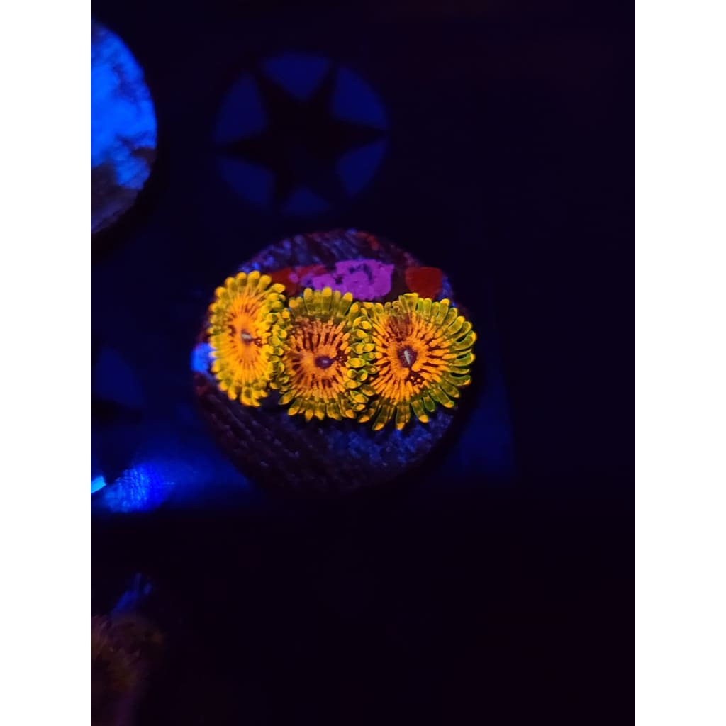 Grand Master Krak Zoanthid Frag WYSIWYG!