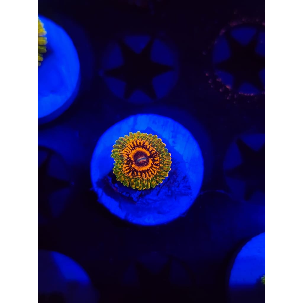 Grand Master Krak Zoanthid Frag WYSIWYG!