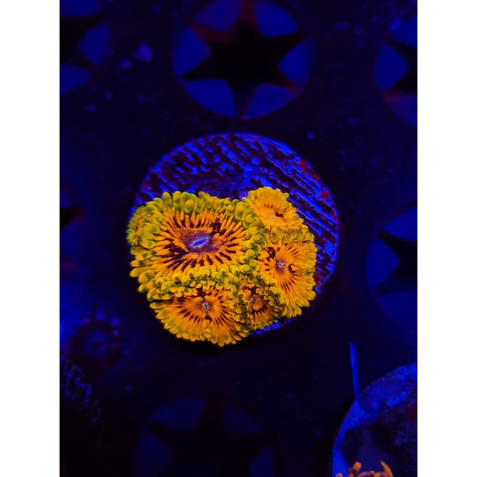 Grand Master Krak Zoanthid Frag WYSIWYG!