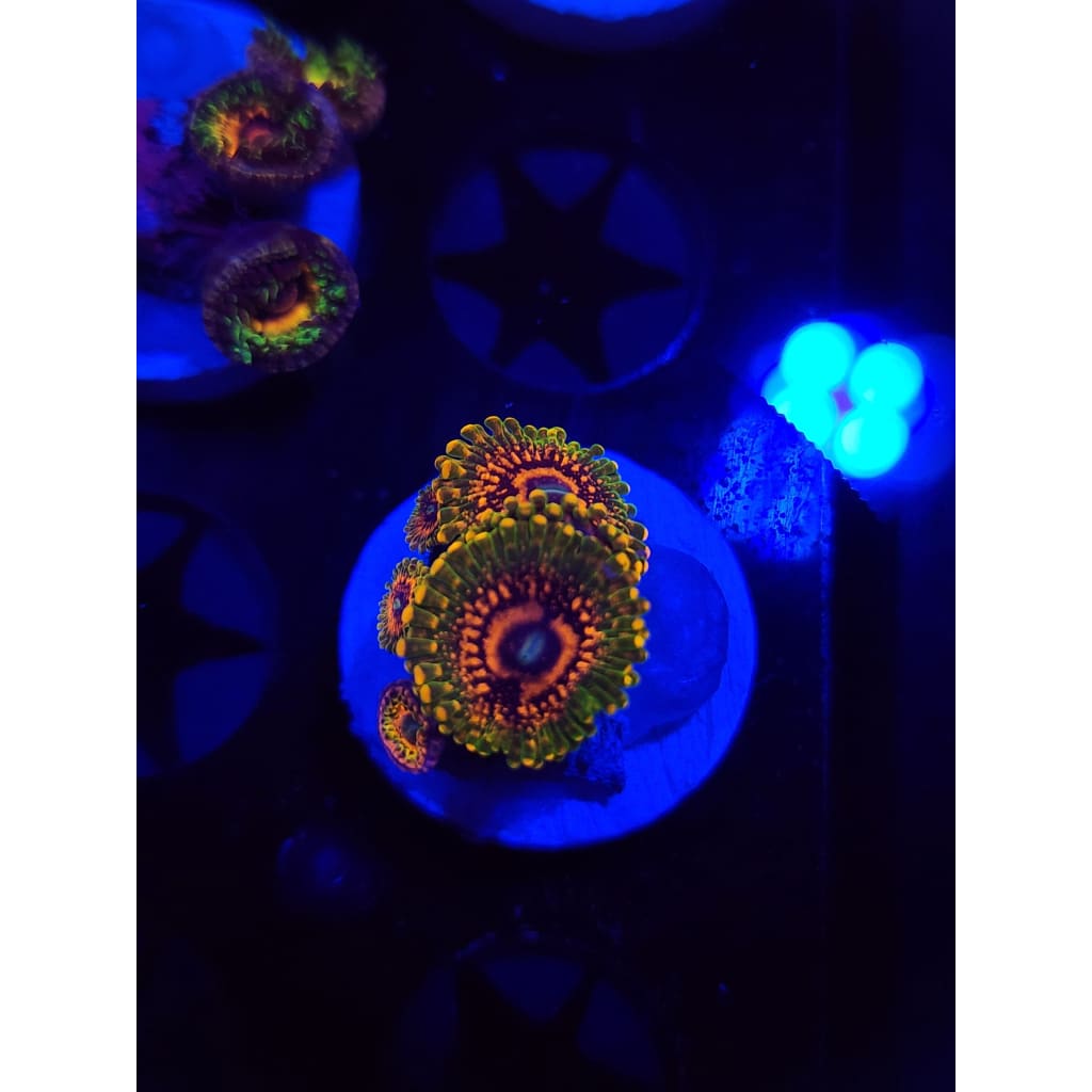 Grand Master Krak Zoanthid Frag WYSIWYG!