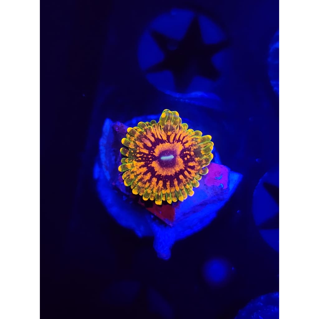Grand Master Krak Zoanthid Frag WYSIWYG!