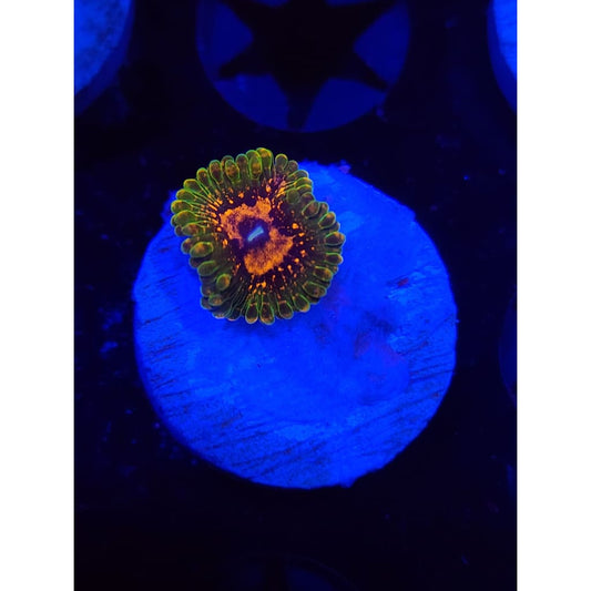 Grand Master Krak Zoanthid Frag WYSIWYG!