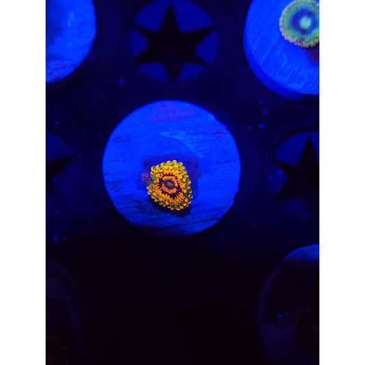 Grand Master Krak Zoanthid Frag WYSIWYG!
