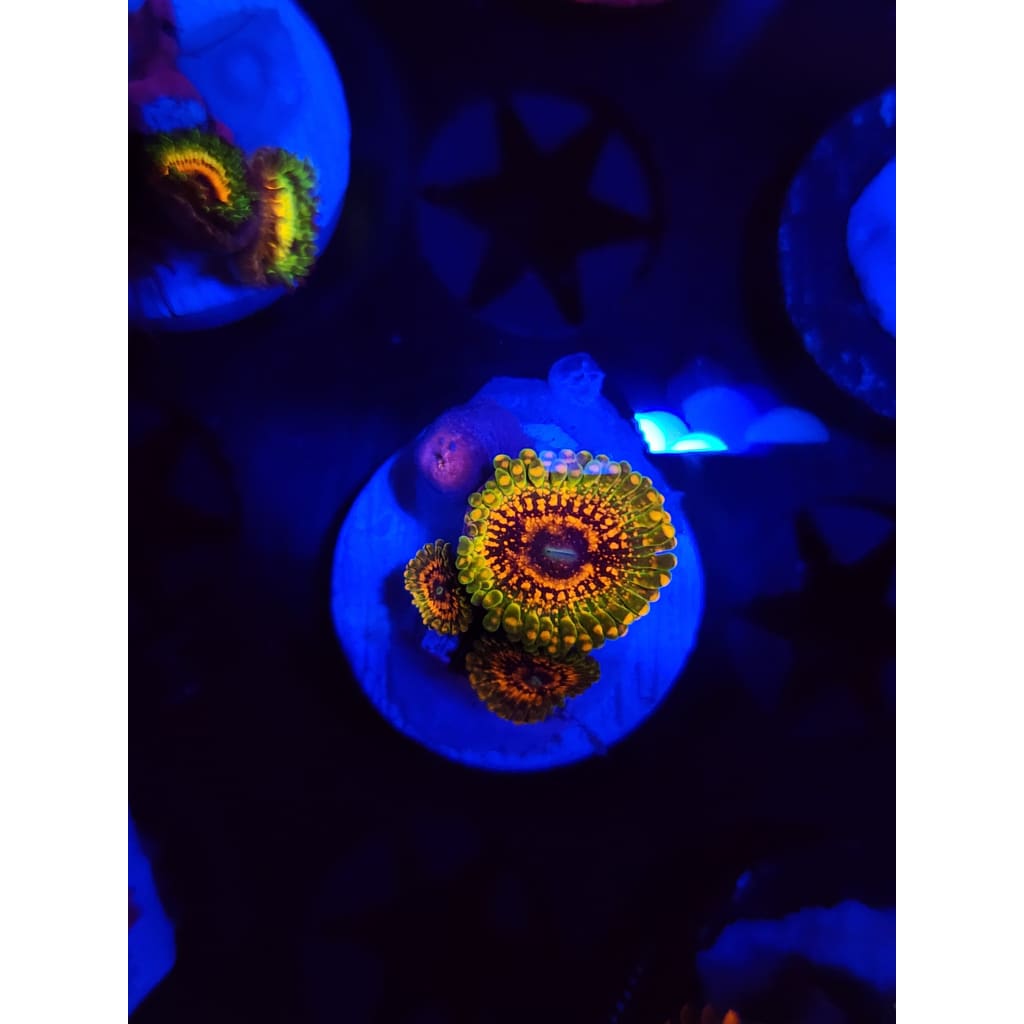 Grand Master Krak Zoanthid Frag WYSIWYG!