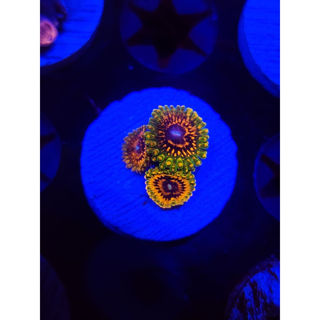 Grand Master Krak Zoanthid Frag WYSIWYG!