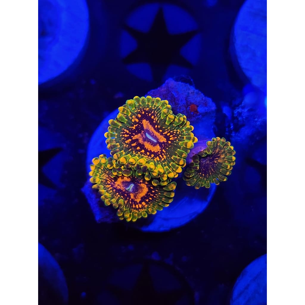 Grand Master Krak Zoanthid Frag WYSIWYG!