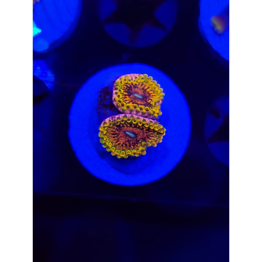 Grand Master Krak Zoanthid Frag WYSIWYG!
