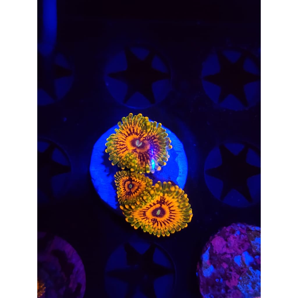 Grand Master Krak Zoanthid Frag WYSIWYG!