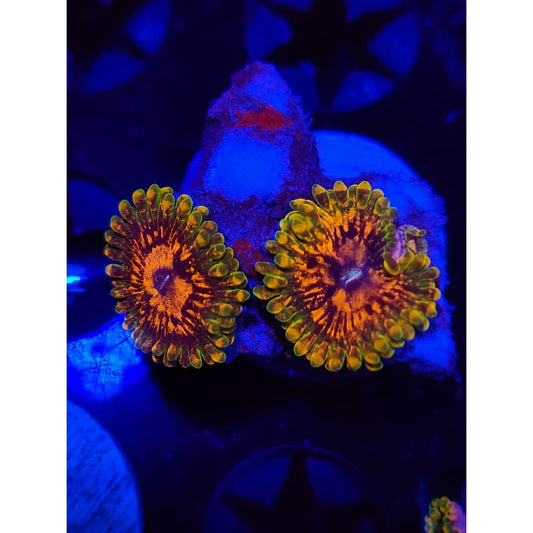Grand Master Krak Zoanthid Frag WYSIWYG!