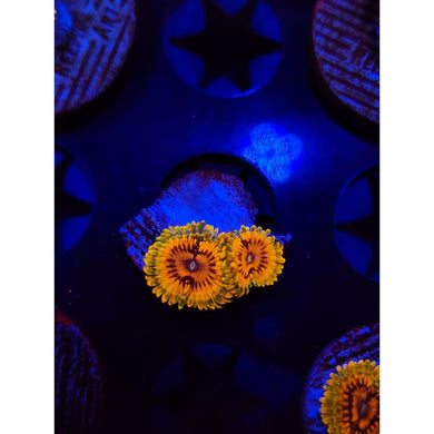 Grand Master Krak Zoanthid Frag WYSIWYG!