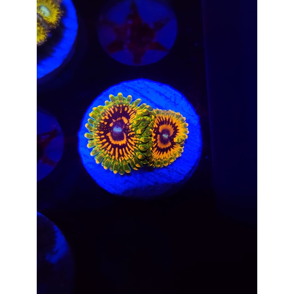 Grand Master Krak Zoanthid Frag WYSIWYG!