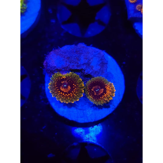 Grand Master Krak Zoanthid Frag WYSIWYG!