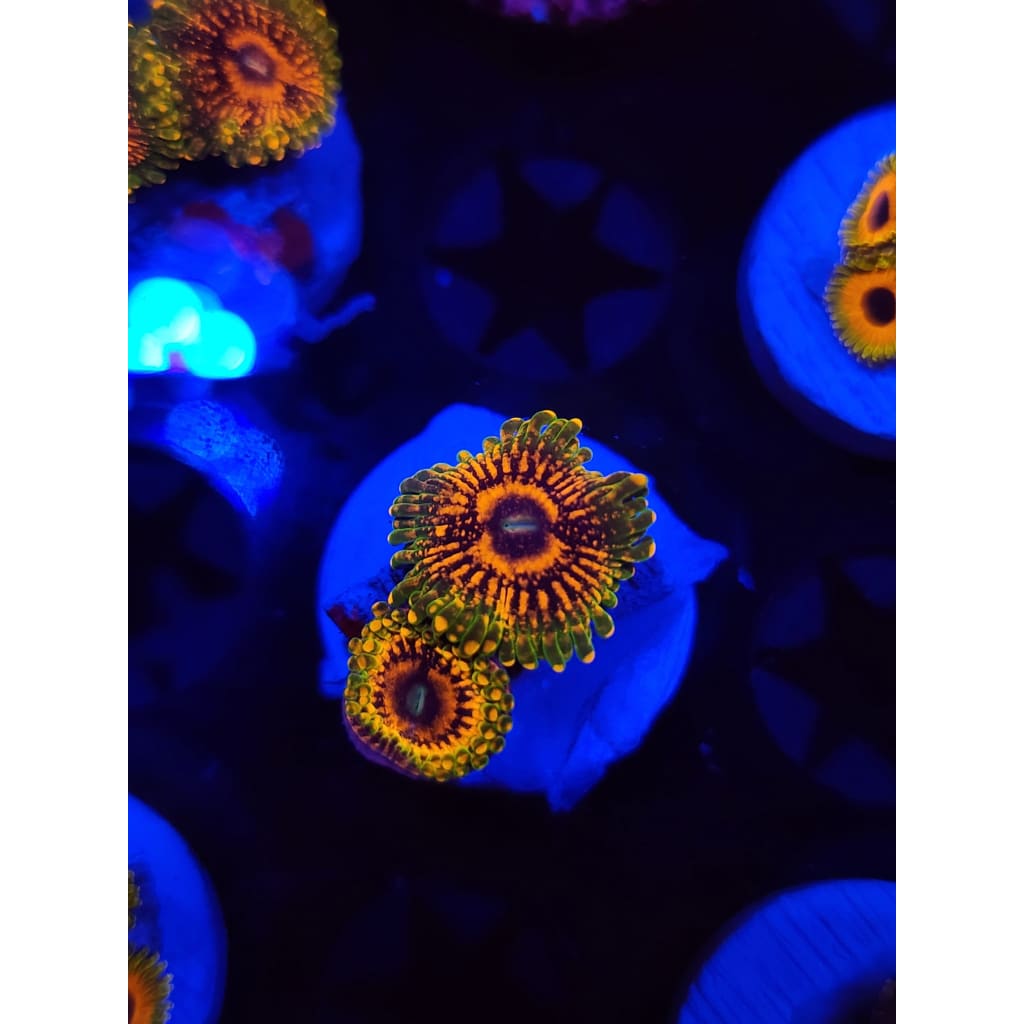 Grand Master Krak Zoanthid Frag WYSIWYG!