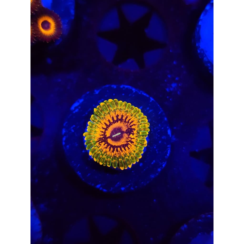 Grand Master Krak Zoanthid Frag WYSIWYG!