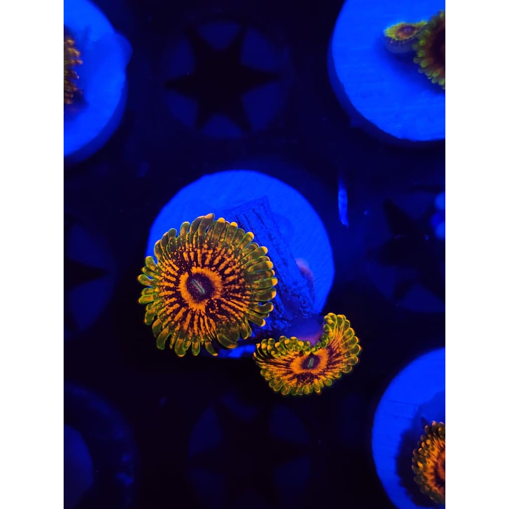 Grand Master Krak Zoanthid Frag WYSIWYG!