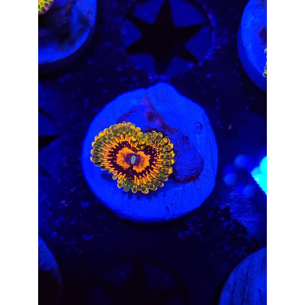 Grand Master Krak Zoanthid Frag WYSIWYG!