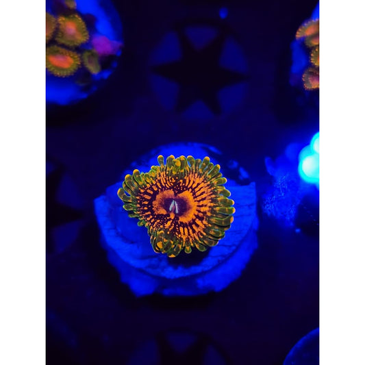 Grand Master Krak Zoanthid Frag WYSIWYG!