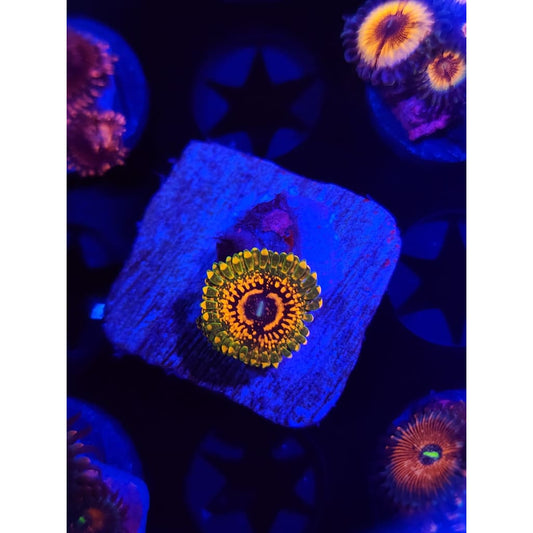 Grand Master Krak Zoanthid Frag WYSIWYG!