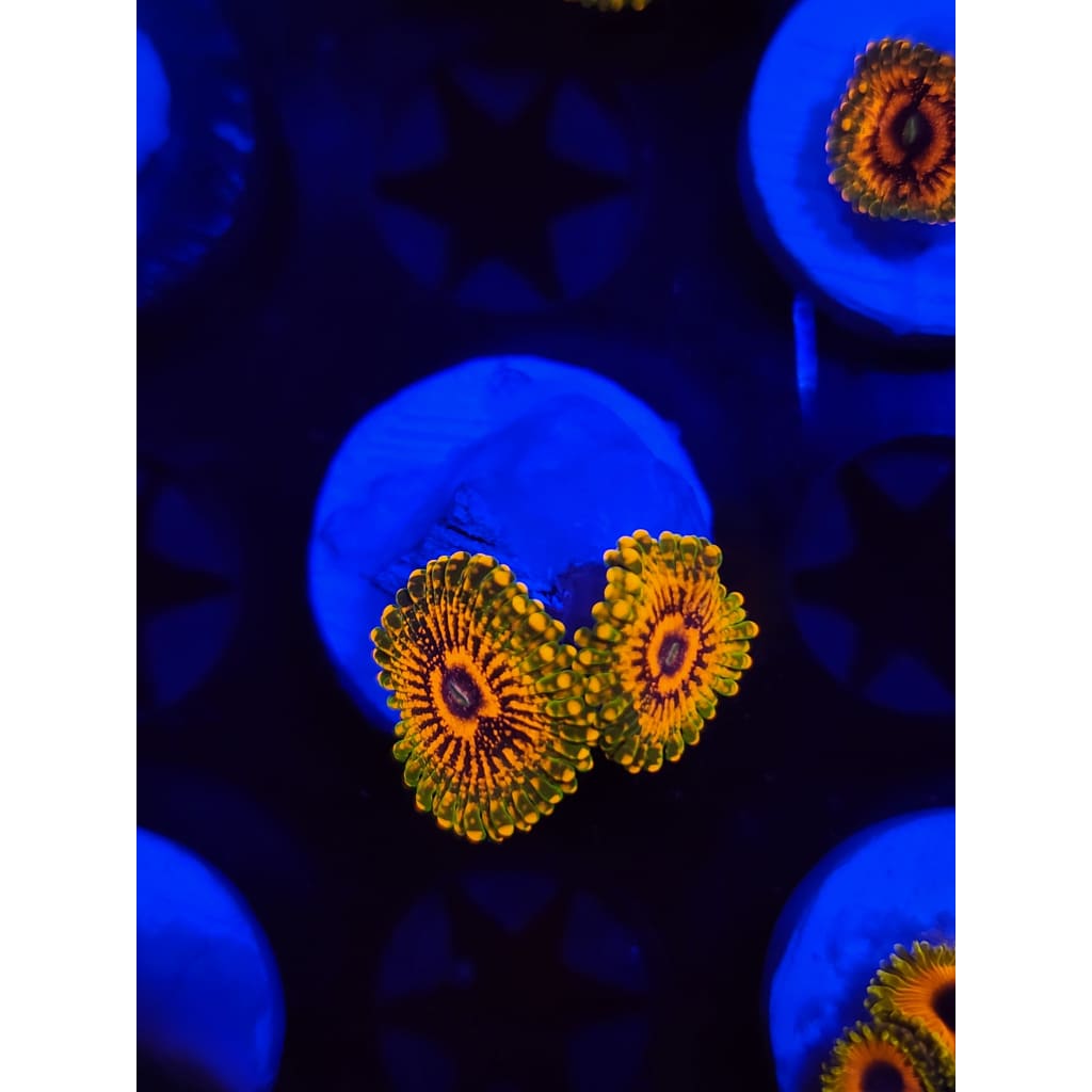 Grand Master Krak Zoanthid Frag WYSIWYG!