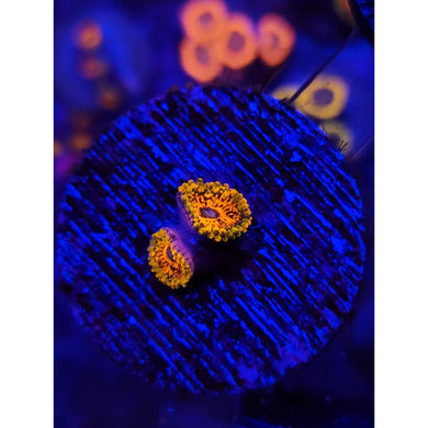 Grand Master Krak Zoanthid Frag WYSIWYG!