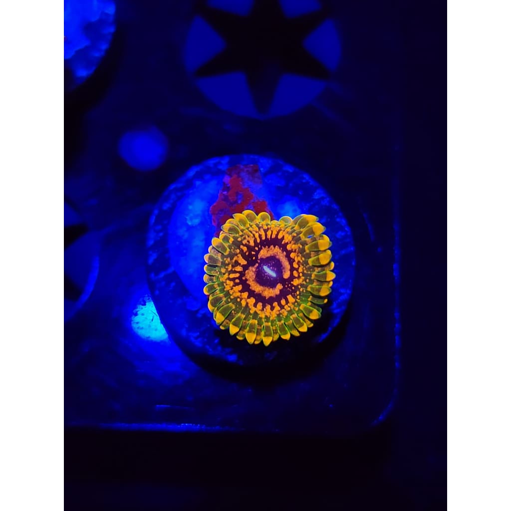 Grand Master Krak Zoanthid Frag WYSIWYG!