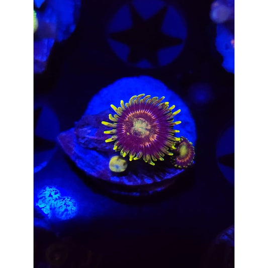 Grass Fairy Zoanthid Frag WYSIWYG!