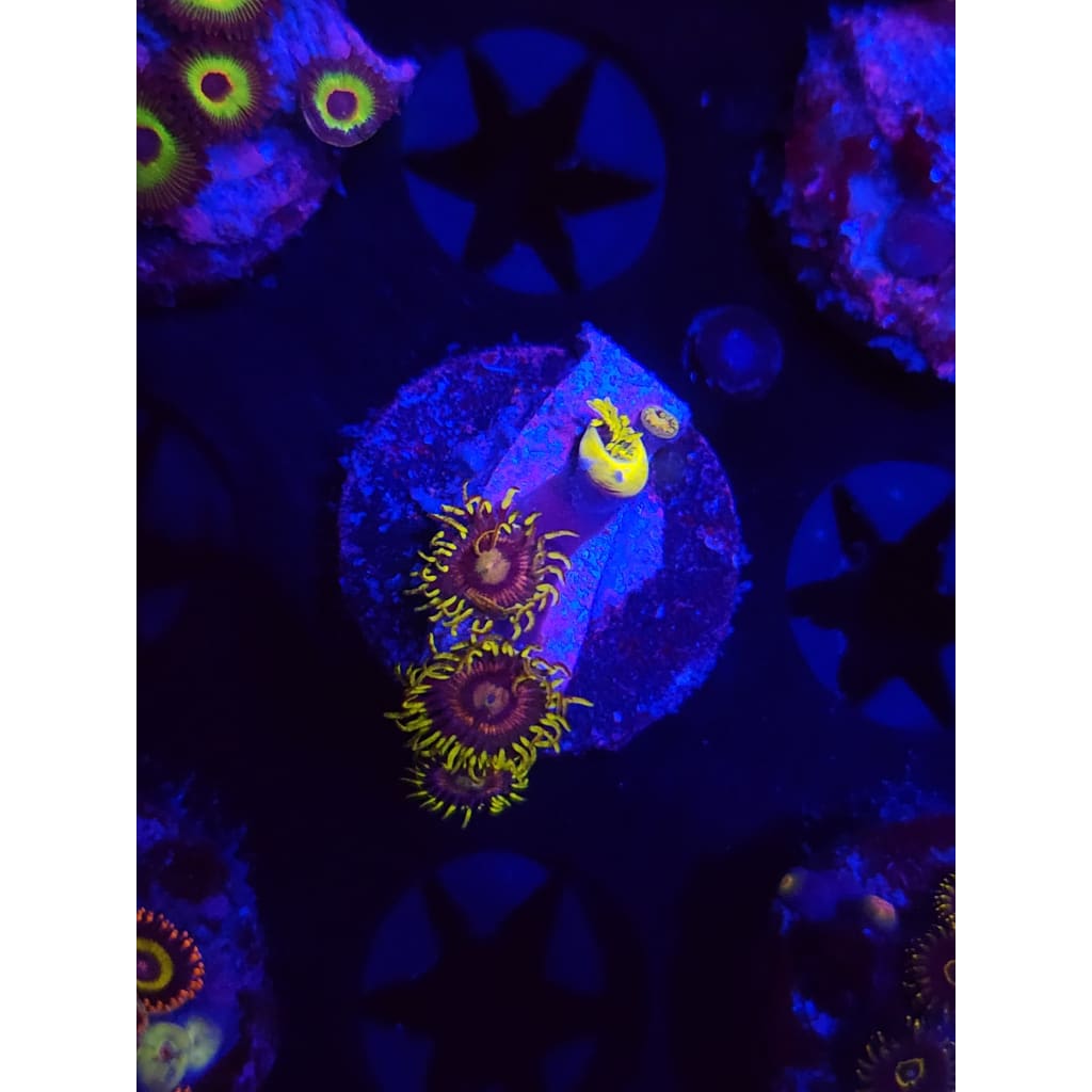 Grass Fairy Zoanthid Frag WYSIWYG!