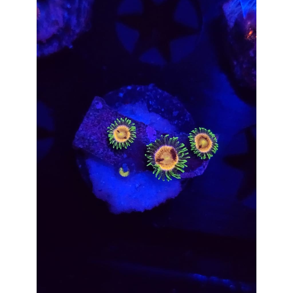 Grass Fairy Zoanthid Frag WYSIWYG!