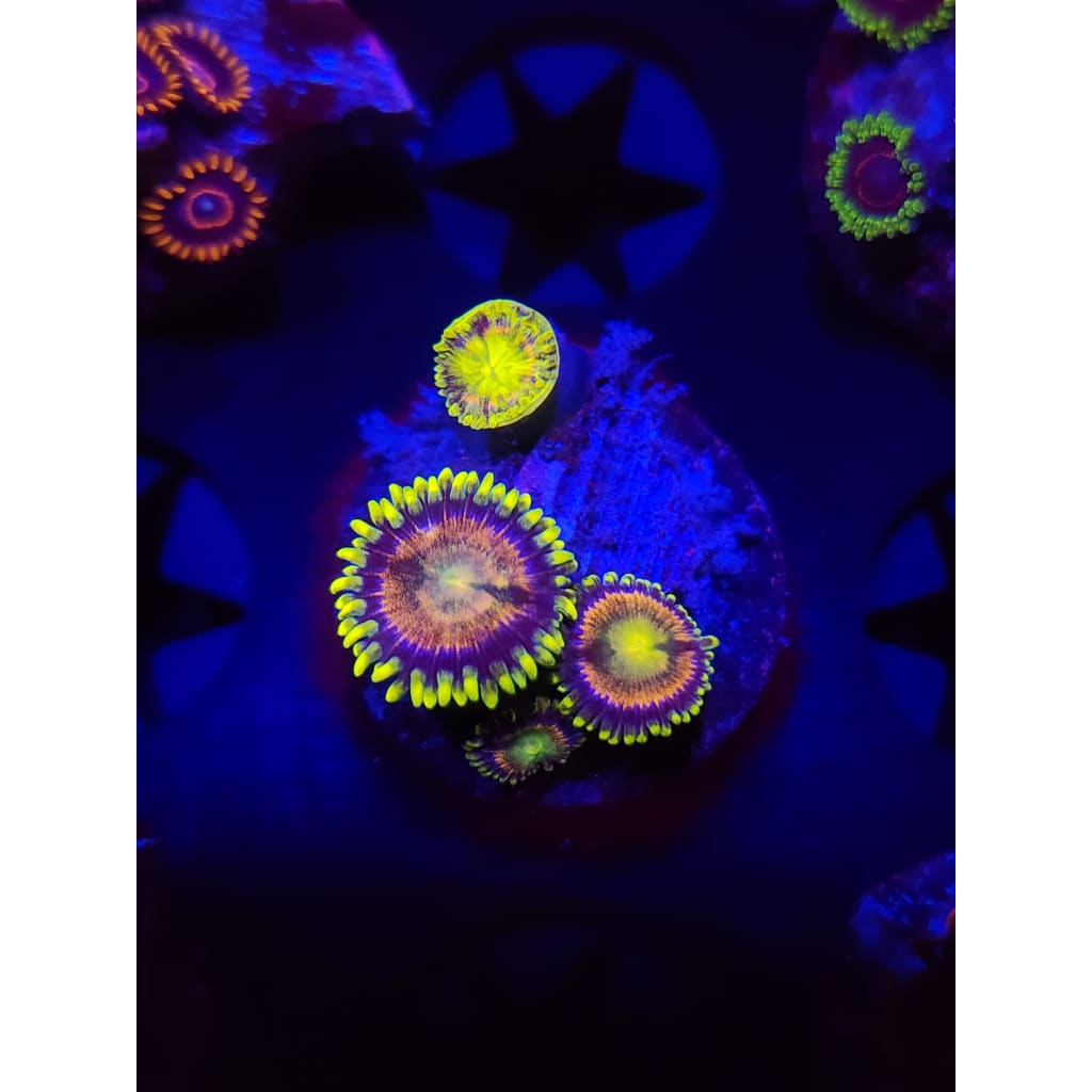 Grass Fairy Zoanthid Frag WYSIWYG!
