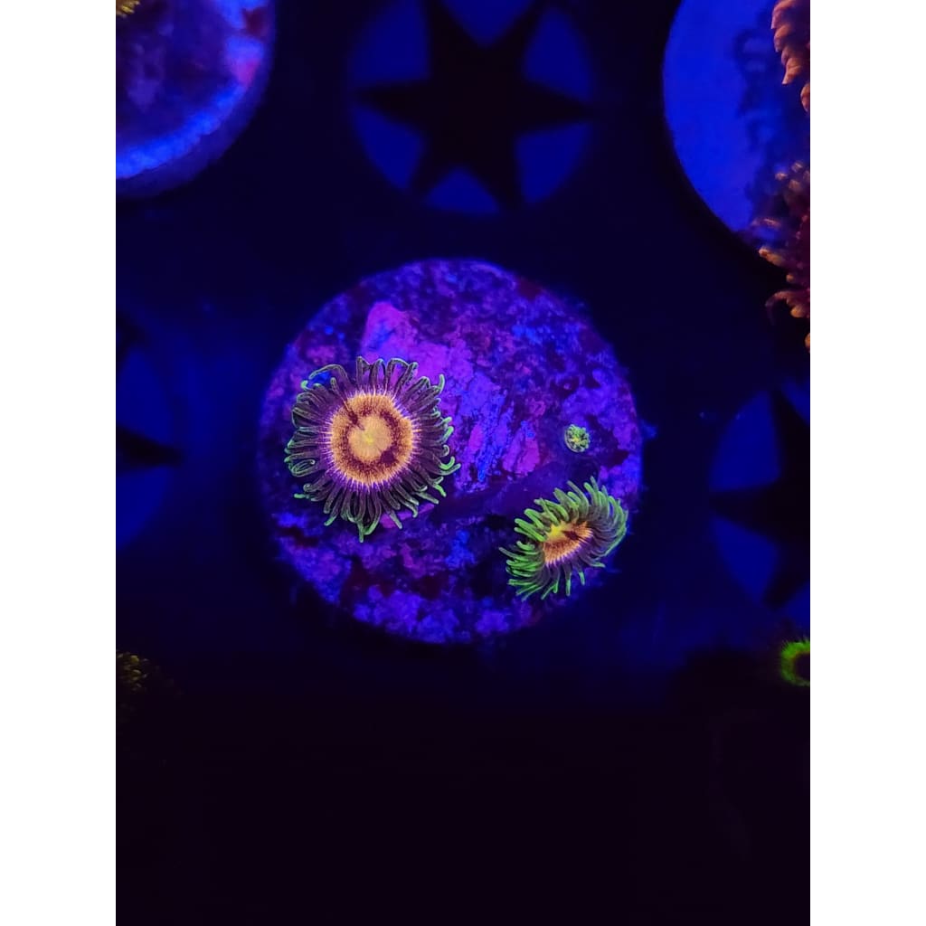 Grass Fairy Zoanthid Frag WYSIWYG!