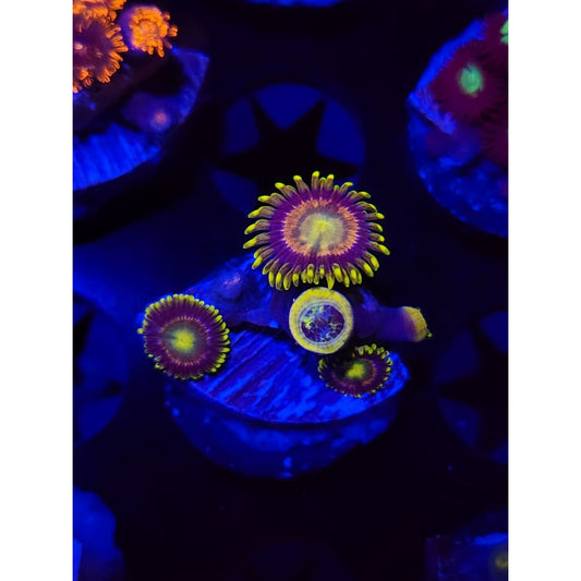 Grass Fairy Zoanthid Frag WYSIWYG!