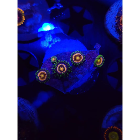 Grass Fairy Zoanthid Frag WYSIWYG!