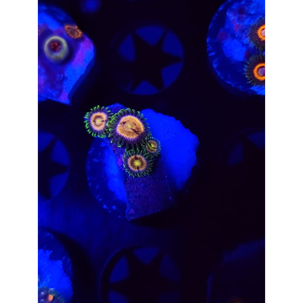 Grass Fairy Zoanthid Frag WYSIWYG!