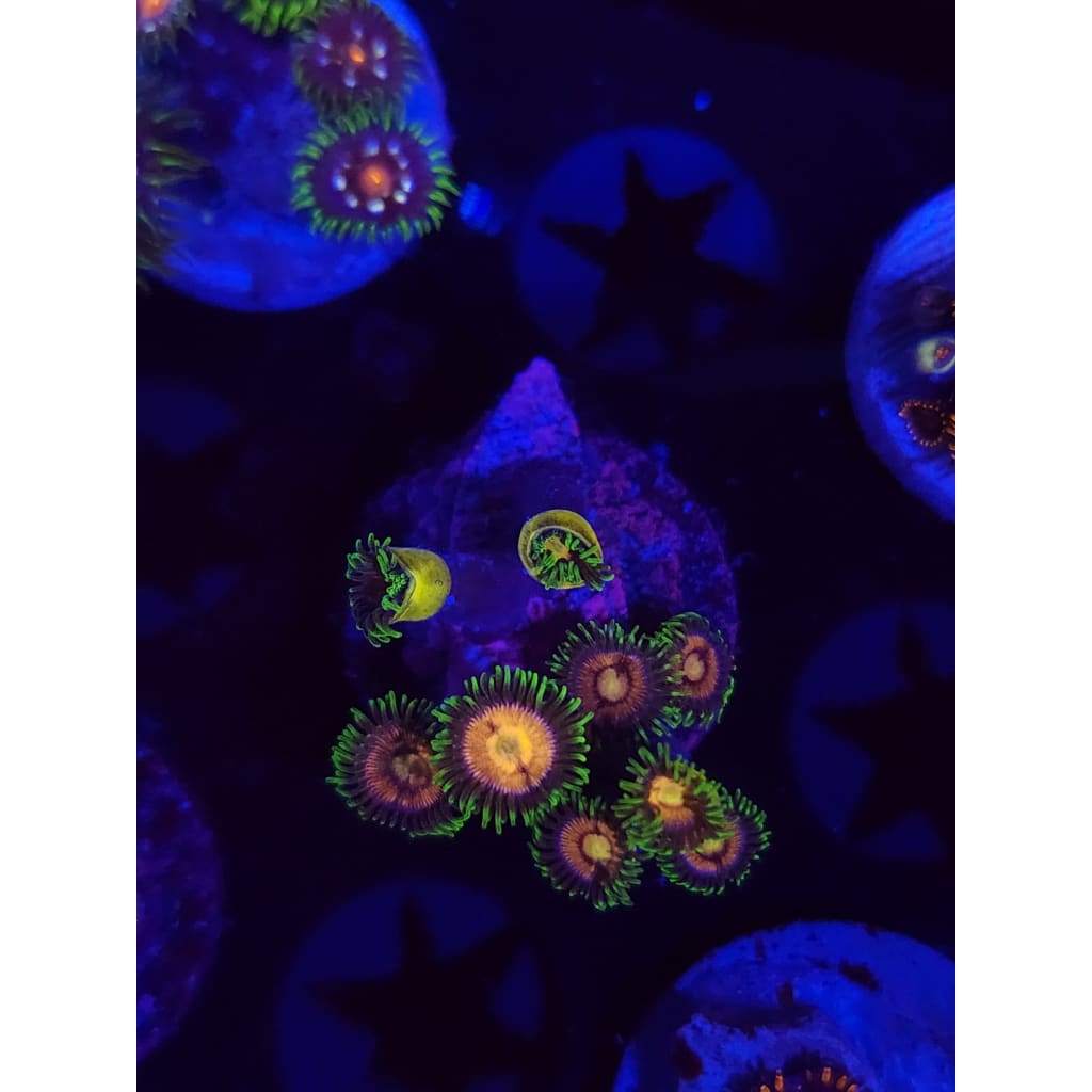 Grass Fairy Zoanthid Frag WYSIWYG!