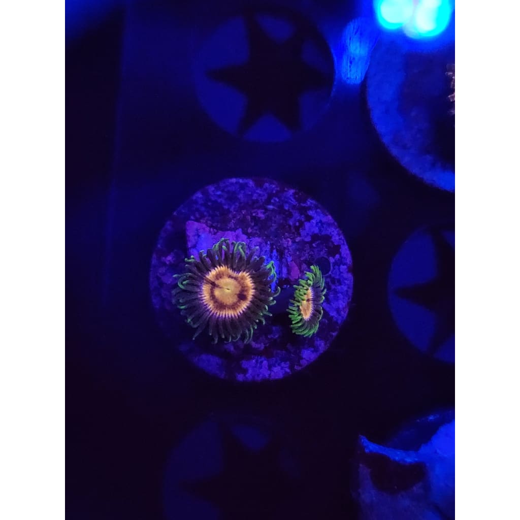 Grass Fairy Zoanthid Frag WYSIWYG!