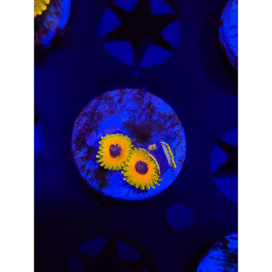 Great Owl Zoanthid Frag WYSIWYG!