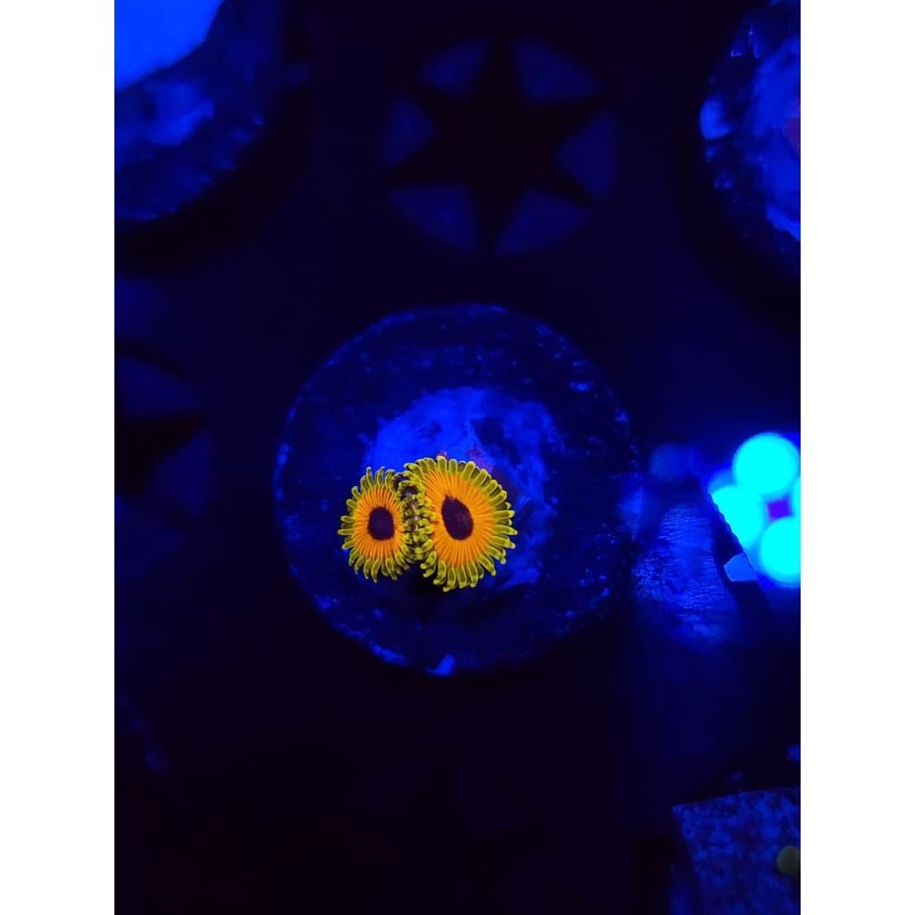 Great Owl Zoanthid Frag WYSIWYG!