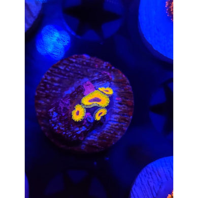 Great Owl Zoanthid Frag WYSIWYG!