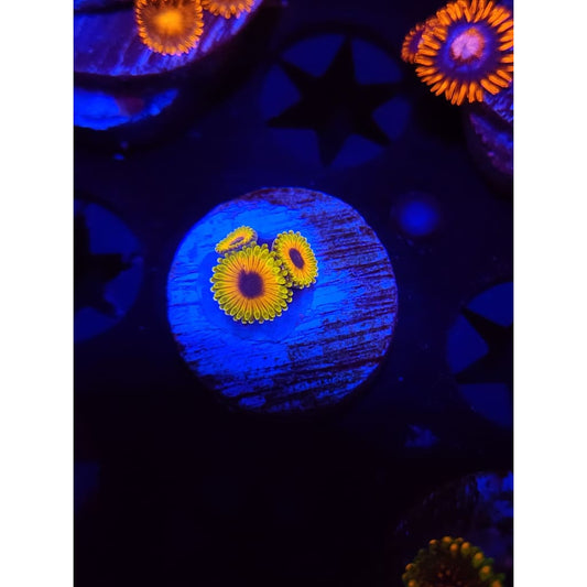 Great Owl Zoanthid Frag WYSIWYG!