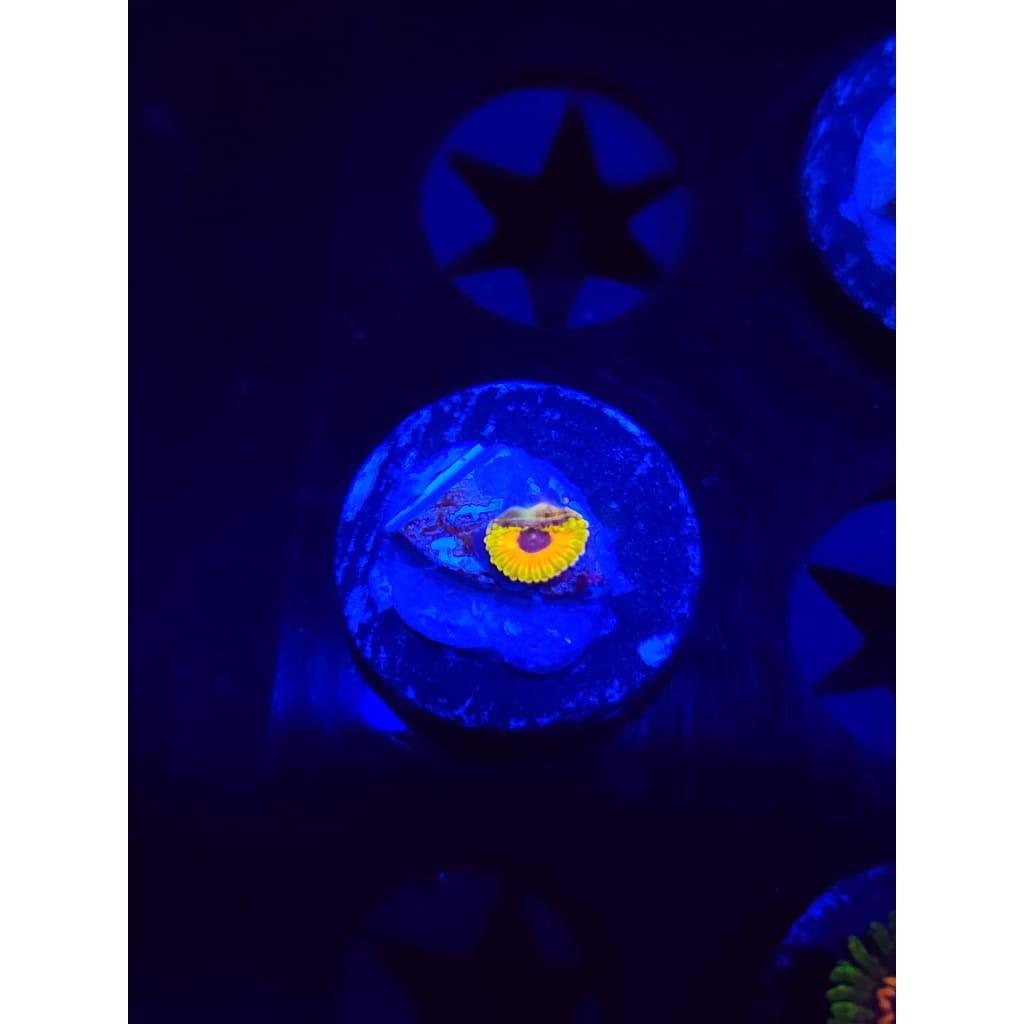 Great Owl Zoanthid Frag WYSIWYG!
