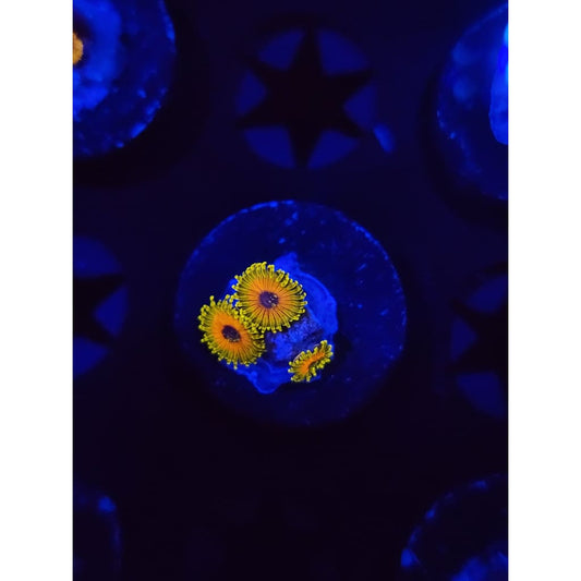 Great Owl Zoanthid Frag WYSIWYG!