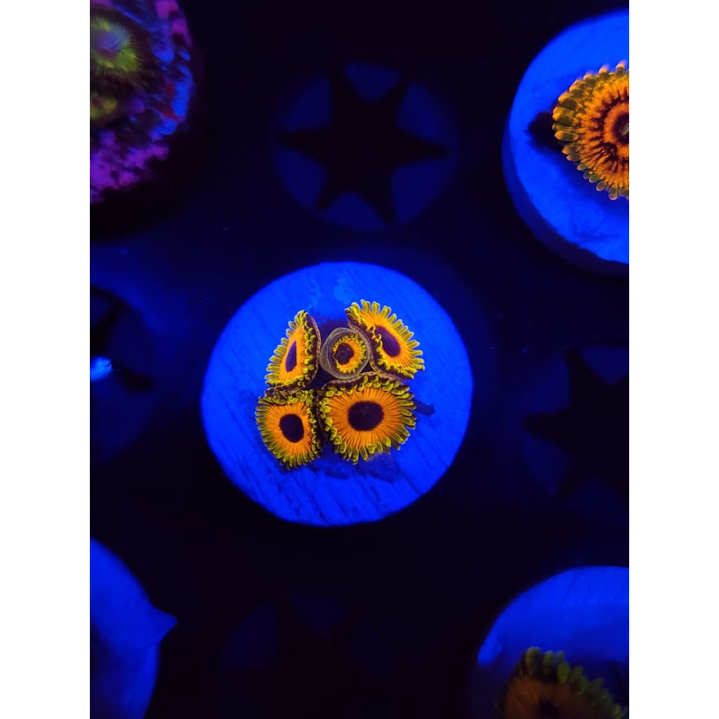 Great Owl Zoanthid Frag WYSIWYG!