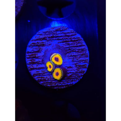 Great Owl Zoanthid Frag WYSIWYG!