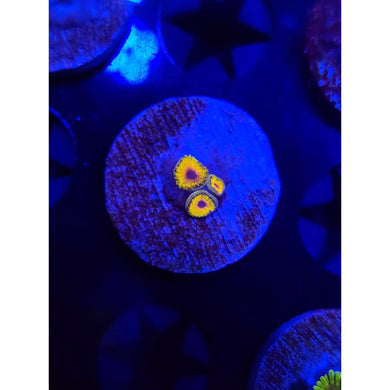 Great Owl Zoanthid Frag WYSIWYG!