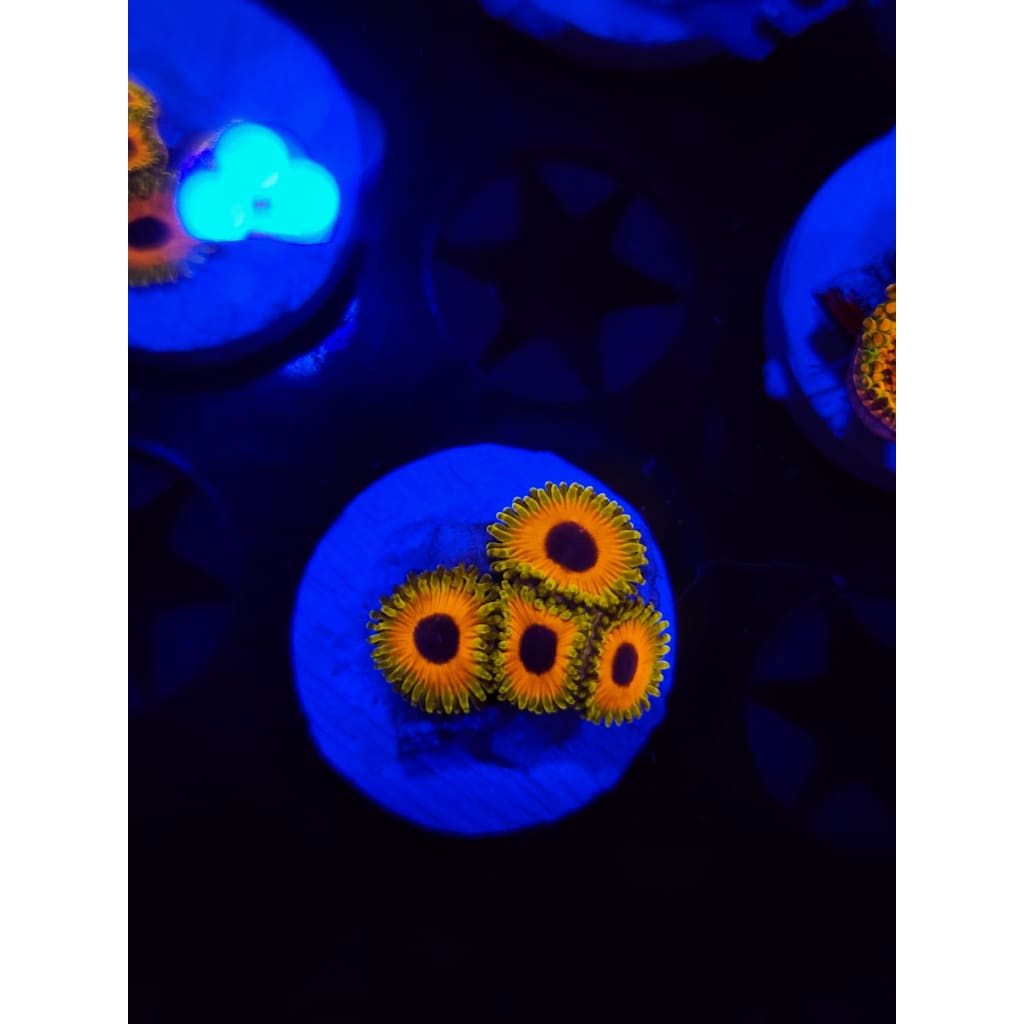 Great Owl Zoanthid Frag WYSIWYG!