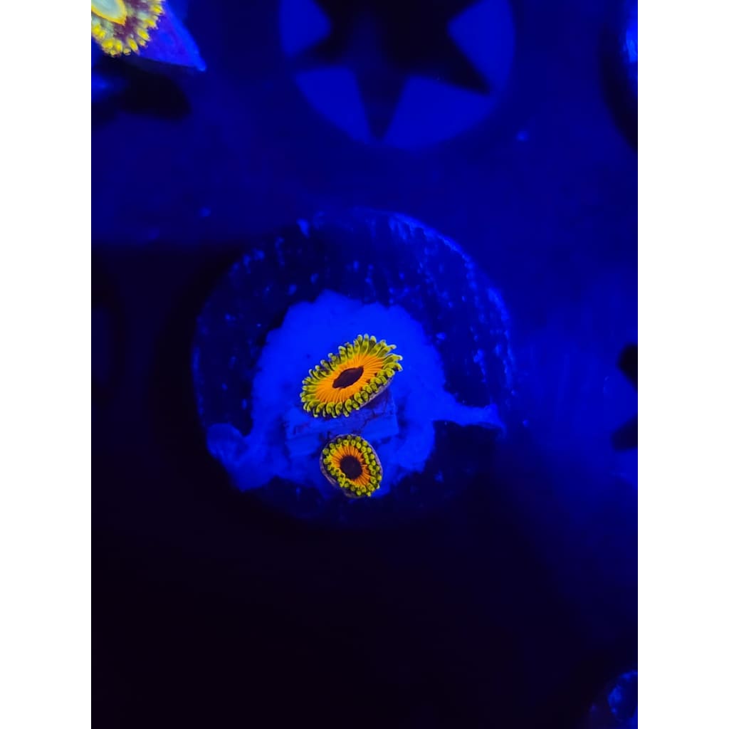Great Owl Zoanthid Frag WYSIWYG!