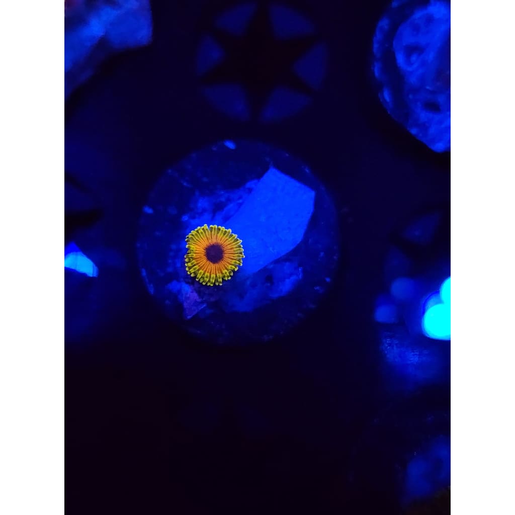 Great Owl Zoanthid Frag WYSIWYG!