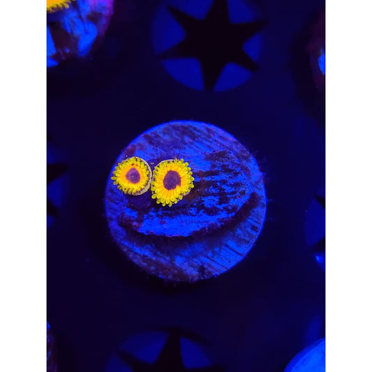 Great Owl Zoanthid Frag WYSIWYG!