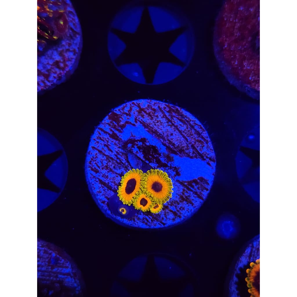 Great Owl Zoanthid Frag WYSIWYG!