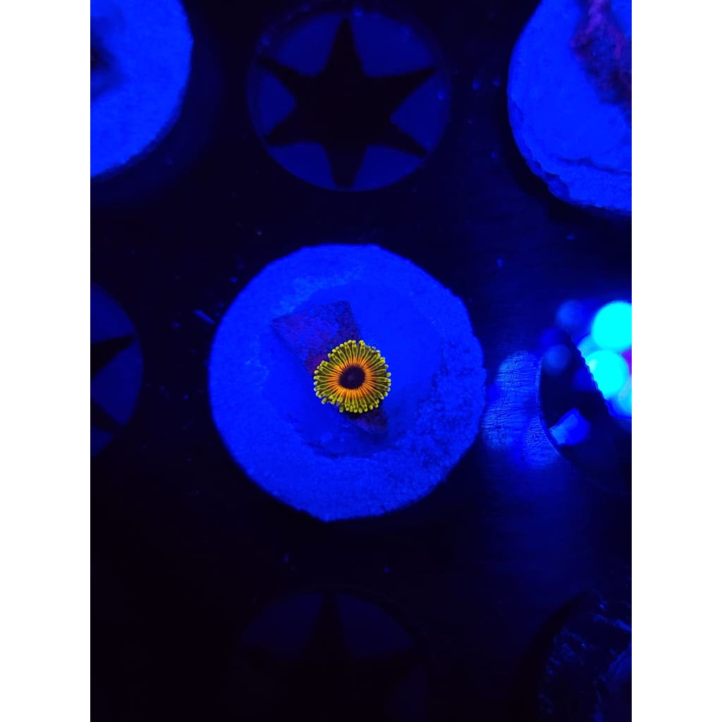 Great Owl Zoanthid Frag WYSIWYG!